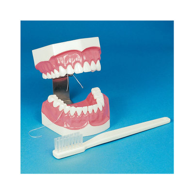 Brush-n-Floss W/Toothbrush Full Mouth Training Model